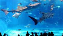 【目指せ、海の生き物博士】子どもの好きを究められる「水族館」３選！